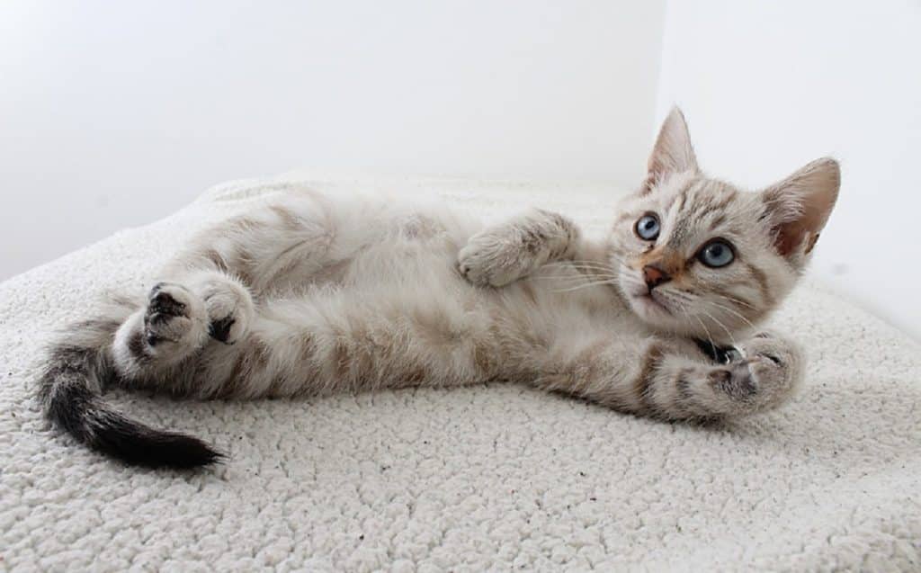 chat-detente