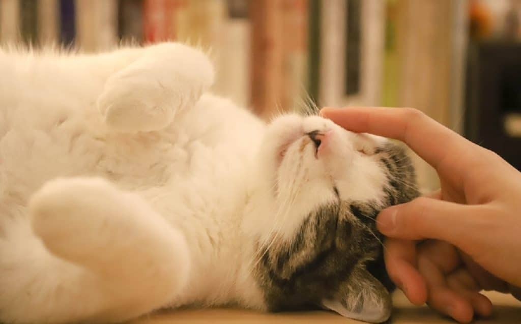 chat-detente